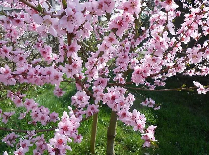 アパート Haus Antje